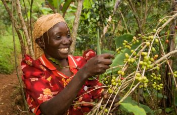 UGANDA Cherry Scr.18 Robusta